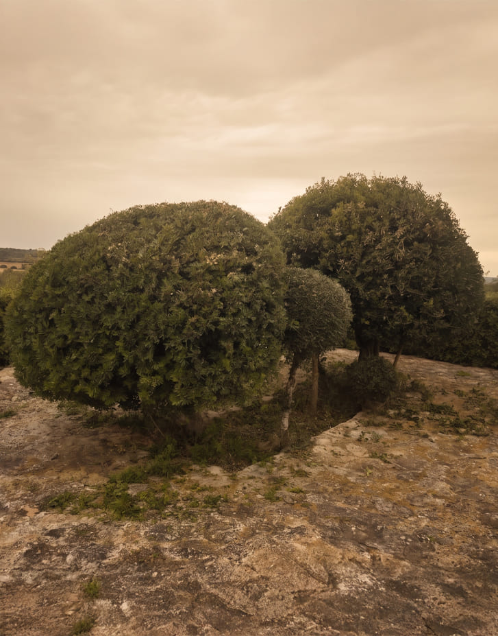 Limpieza preventiva de incendios en finca en Mallorca