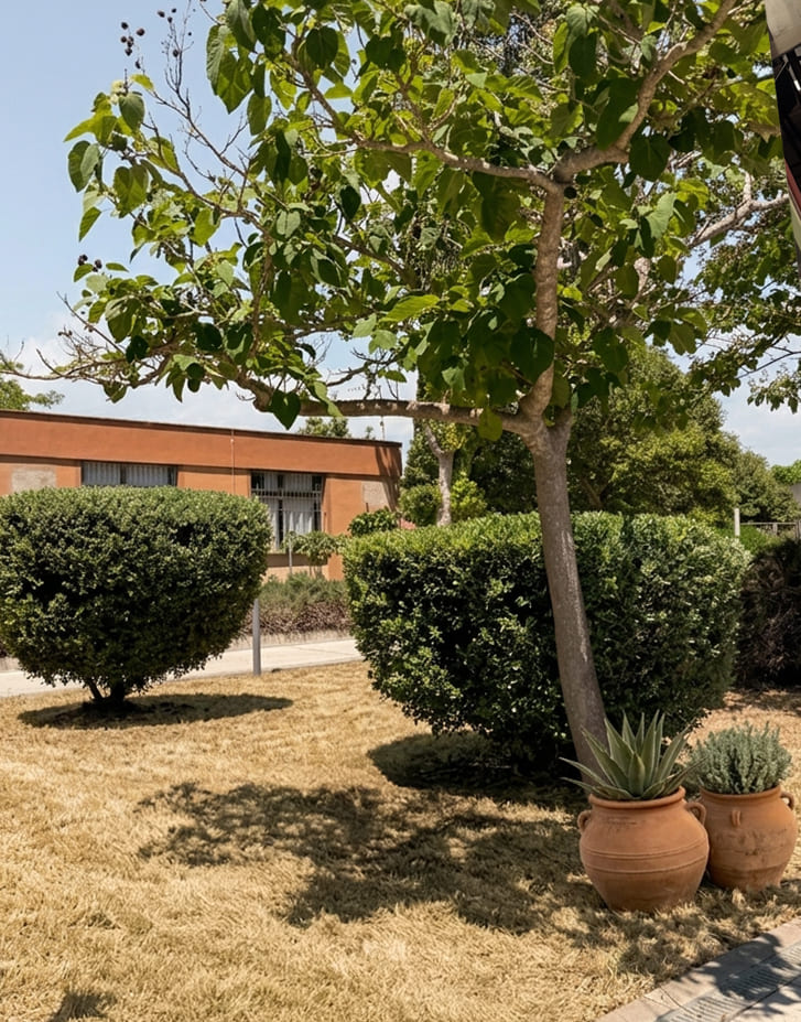 Mantenimiento de finca rústica con olivar en Mallorca