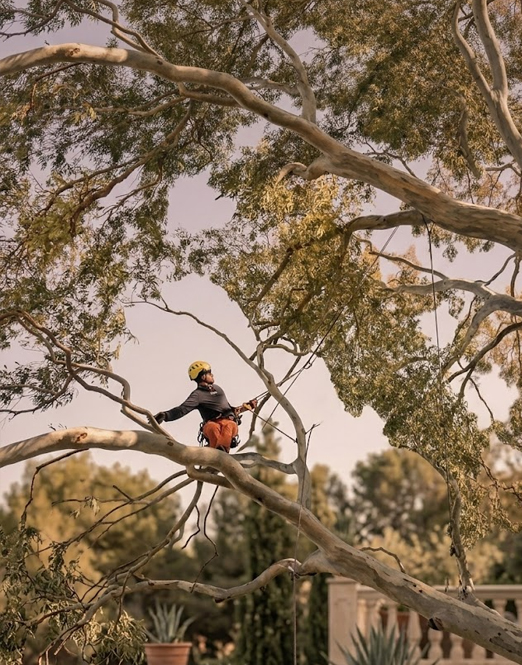 Arborista trepando con cuerdas y arnés por la copa de un eucalipto durante una poda en altura