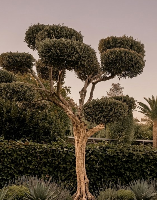 Olivo ornamental con poda topiaria en forma de nube en jardín mediterráneo
