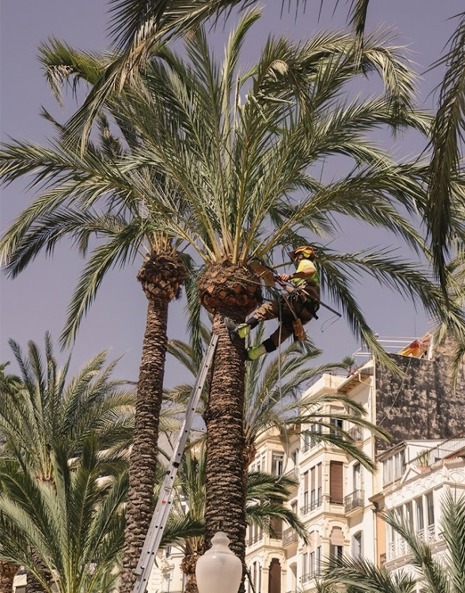 Podador trepando una palmera Phoenix en zona urbana de Palma para retirar palmas secas
