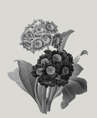 valores sobre nosotros jardineria amor (2)