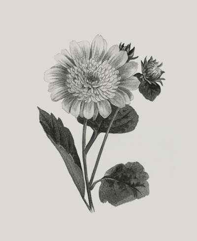 valores sobre nosotros jardineria amor (4)